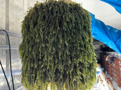 岩渕薬品株式会社内のコンテナで収穫された海ぶどう