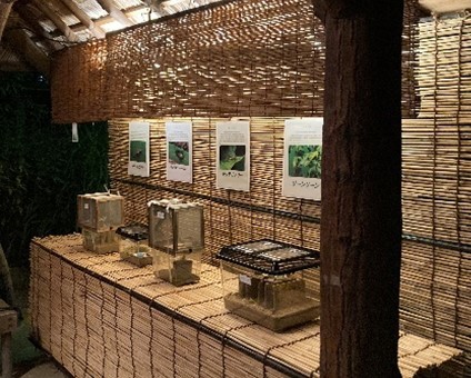昨年の「虫の展示」の様子