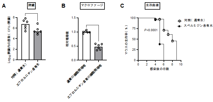図4 ポリアミンレベルはサルモネラの感染性に影響をおよぼす　（A）通常水あるいはエフロルニチン含有水を飲水したマウスの脾臓内サルモネラ菌数。（B）サルモネラのマクロファージ様細胞内の相対増殖値（通常の細胞用培地における野生株の増殖値を1とする）。（C）サルモネラに感染したマウスの生死判定。*P<0.05、**P<0.01