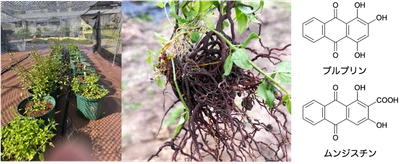 植物染料「ニホンアカネ」から皮膚の老化や炎症を防ぐ成分を特定　肌トラブル改善につながる機能性素材への応用に期待