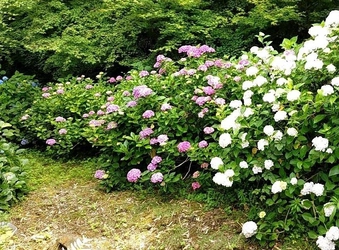 【山口県周南市】周南市の里山を彩るアジサイを楽しむ「四熊アジサイ祭」