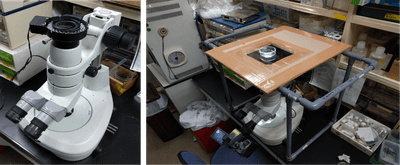 図4 倒立実体顕微鏡システム。 顕微鏡の鏡体を上下反転させ(左)、塩ビ管、段ボール、アクリル板で作製したステージに置いたコジマイシノミの配偶行動を腹面から観察(右)。