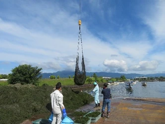 WEF技術開発、琵琶湖水草、ホテイアオイ等の 効果的なたい肥化技術開発　 低コスト、大量処理で出来た土壌改良材で、 県内有機栽培農家と共に びわ湖ブランド有機野菜の拡販を進める