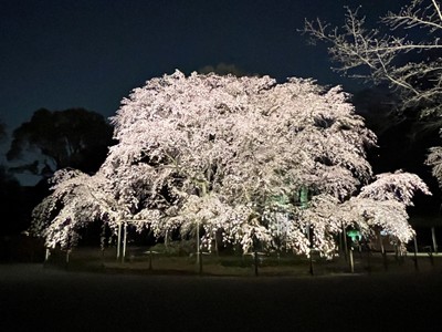 「春夜の六義園 夜間特別観賞」しだれ桜のライトアップ(昨年の様子)