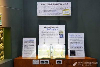 展示の様子