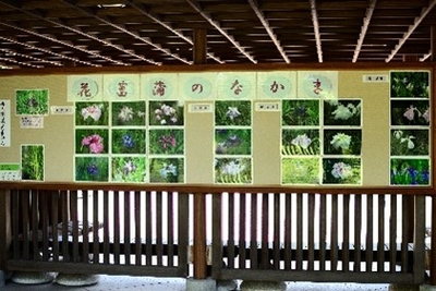 花菖蒲写真展示（過去の様子）