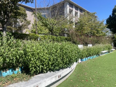 立命館大学衣笠キャンパスのフジバカマ（ともに１０月６日撮影）