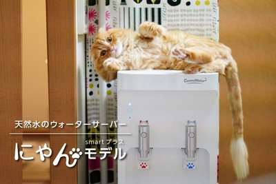 「にゃんモデル」新発売!