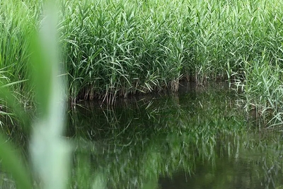 水生植物園