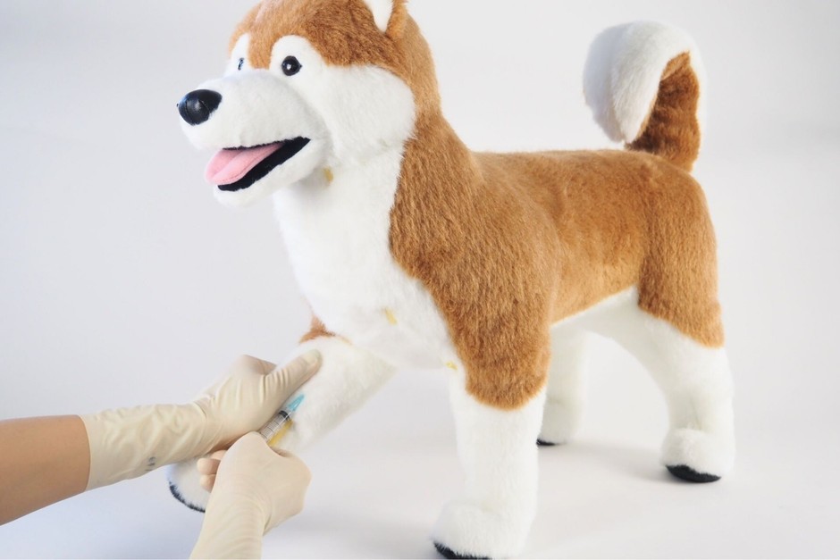 静脈注射中のしばわん