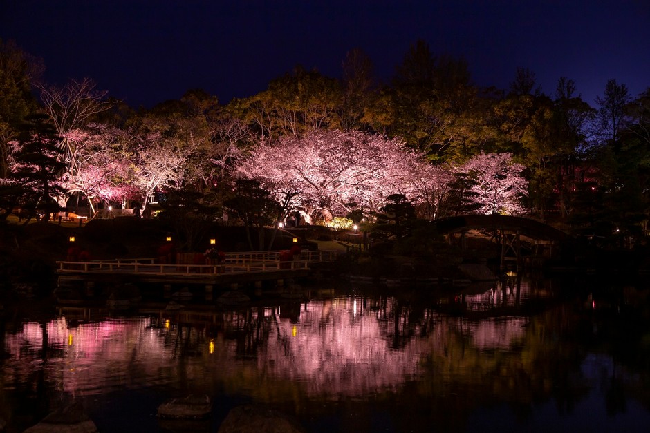 水面に映し出される夜桜