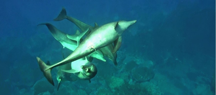 野生ミナミハンドウイルカのオス同士における性行動の様子