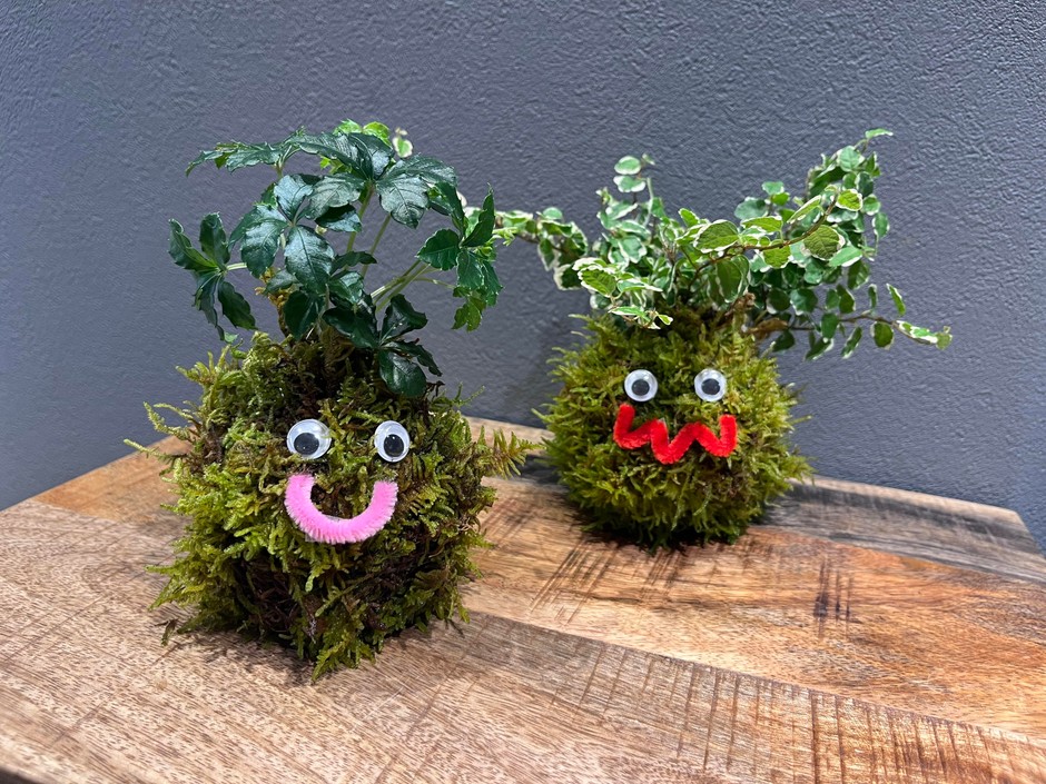 ヒビヤカダンスタイル苔玉完成イメージ