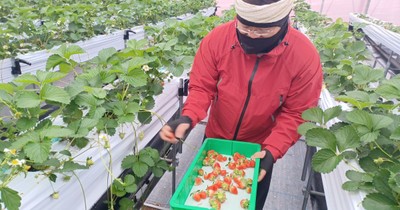 イチゴの摘み取り作業