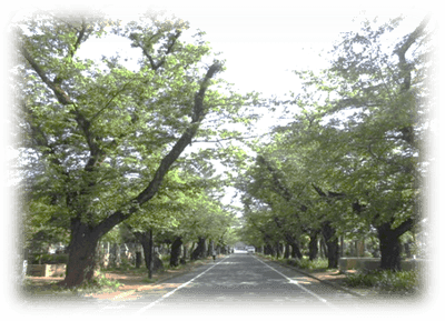 谷中霊園