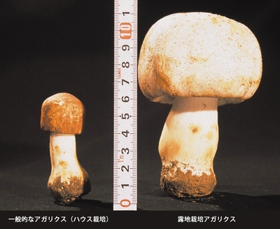 サイズの比較 左:ハウス栽培 右:露地栽培