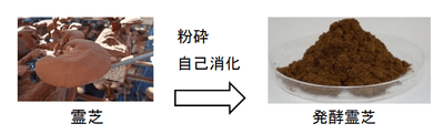 (図3) 栽培中の霊芝と発酵霊芝の粉末