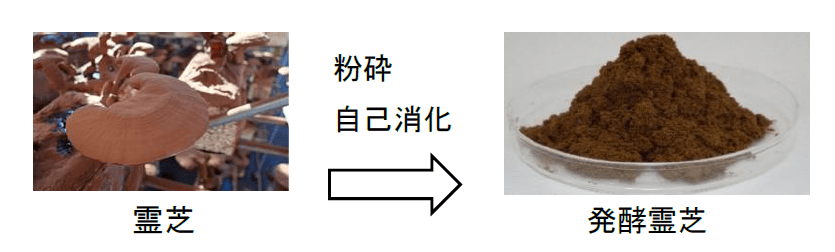 (図3) 栽培中の霊芝と発酵霊芝の粉末