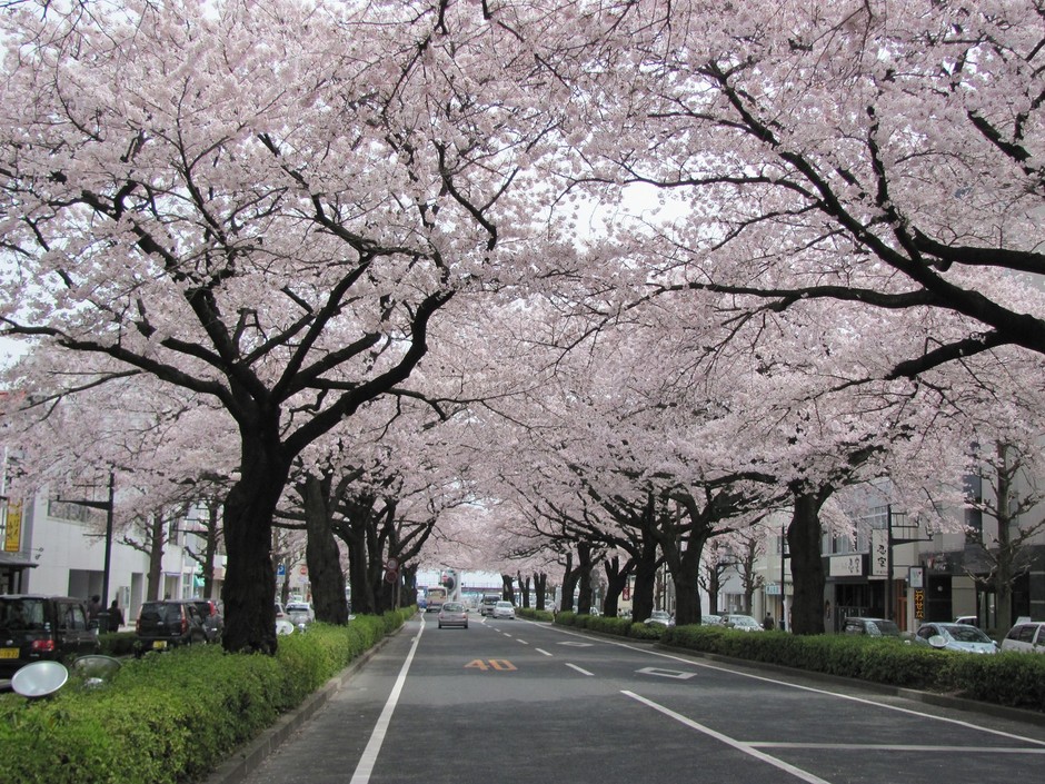 【約10年前の平和通り】樹勢が良い桜が多いことが分かる。