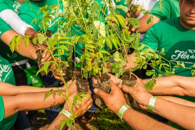 年間5万本の植樹