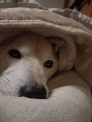 儚くも愛しいクルクル