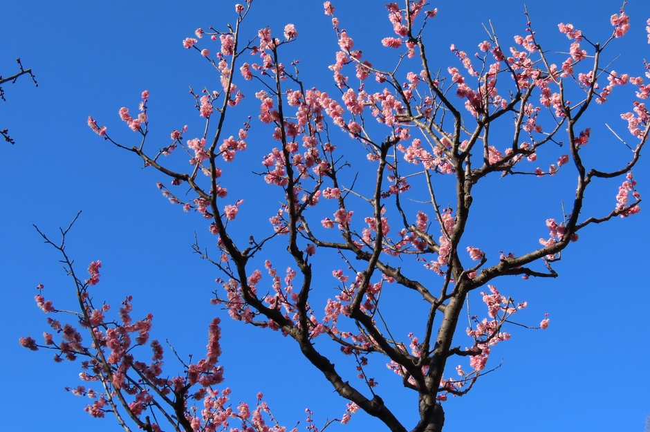 道知辺(2月11日撮影)
