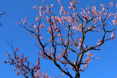 道知辺(2月11日撮影)