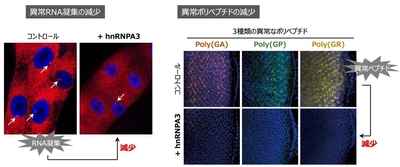 hnRNPA3は、異常なRNAの凝集を減少させる(左)、hnRNPA3は、異常なRNAから合成される異常ポリペプチドの量を減少させる(右)