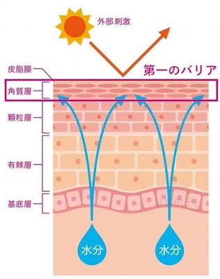 お肌の第一のバリア