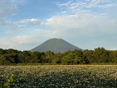 ジャガイモの花が咲く景色は夏の風物詩