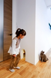 しっくいの壁は、猫にもやさしい。 野村工務店がペットと暮らす住まいの知見を公開