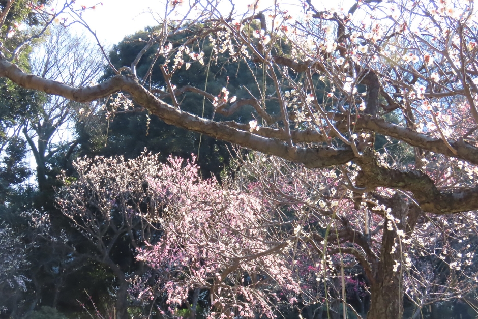 梅林(2月12日撮影)