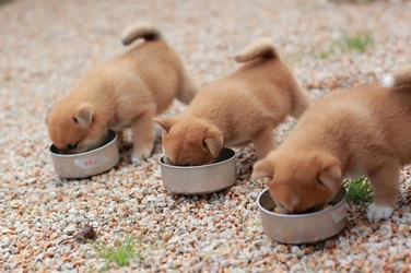 愛犬がご飯を食べすぎて悩んでいませんか？