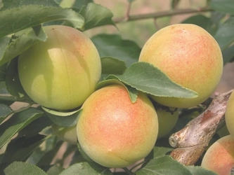福井県産の完熟梅「福太夫」がＪＡタウンで販売開始！樹上完熟ならではの芳醇な香りとまろやかな甘みが特徴の季節商材
