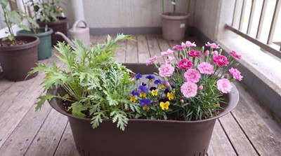 秋の和風ポタジェ