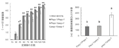 【ベゴモウイルス抵抗性トウガラシのBaPep-5と、感受性トウガラシのBaPep-4の交雑F2集団を用いた圃場調査】　図1 抵抗性遺伝子pepy-1だけを持つ抵抗性個体では病気の進行が遅くなる（左）　図2 果実生産量が感受性個体と比較して倍増する（右）