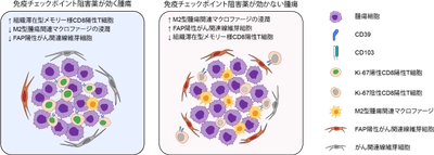 世界初の細胞環境解析により肺がん免疫療法の耐性因子を解明　耐性因子を標的とする難治性肺がんの新たな治療法開発に期待