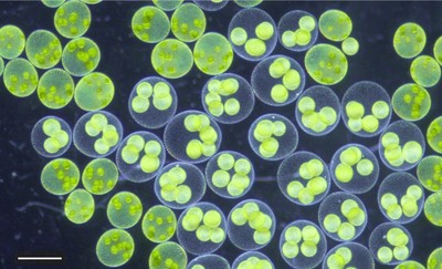 図1. 法政大学市ケ谷キャンパスに隣接する外濠産の「緑の真珠」サガミボルボックス。スケールは500マイクロメートル。暗視野顕微鏡で植木紀子教授が撮影した原図。