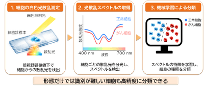 図2 細胞から計測された光散乱スペクトルの機械学習解析によるがん細胞診断