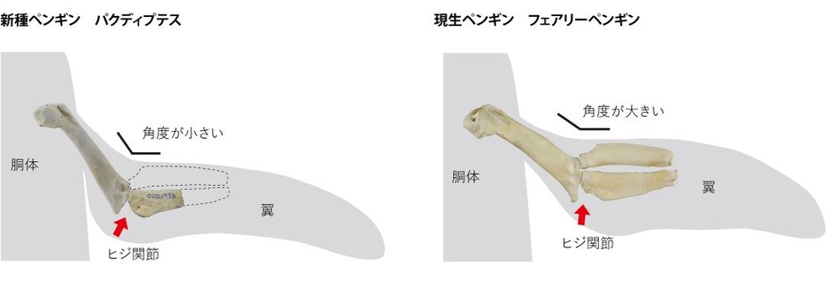 パクディプテスとフェアリーペンギンの肘の比較。パクディプテスは肩関節が「現代型」だが、肘関節は「祖先型」(関節の角度が小さい)=新村龍也&足寄動物化石博物館