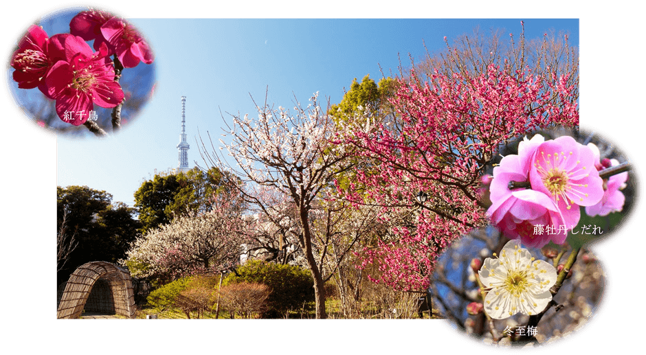 梅開花期の園内の様子(過去開催時の様子)