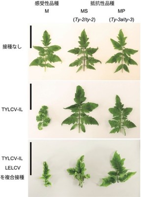 図1 ウイルス接種の有無によるトマトの葉の比較　ウイルスを接種していないトマトの葉では、感受性品種と抵抗性品種で葉の形態に違いはない。また、TYLCV-ILが感染した感受性品種であるMでは黄化葉巻症状が認められるが、抵抗性遺伝子であるTy-2を有するMSやTy-3aを有するMPでは、明確な発病は認められない。一方で、LELCVとTYLCV-ILが複合感染したトマトでは、感受性のMだけでなく、抵抗性遺伝子を持つMSやMPにおいても黄化葉巻症状が認められる。