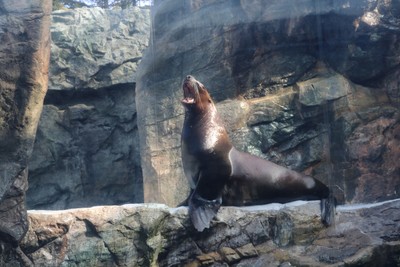 国内初の環境水族館・東北最大級の「アクアマリンふくしま」 海洋学習に最適です!