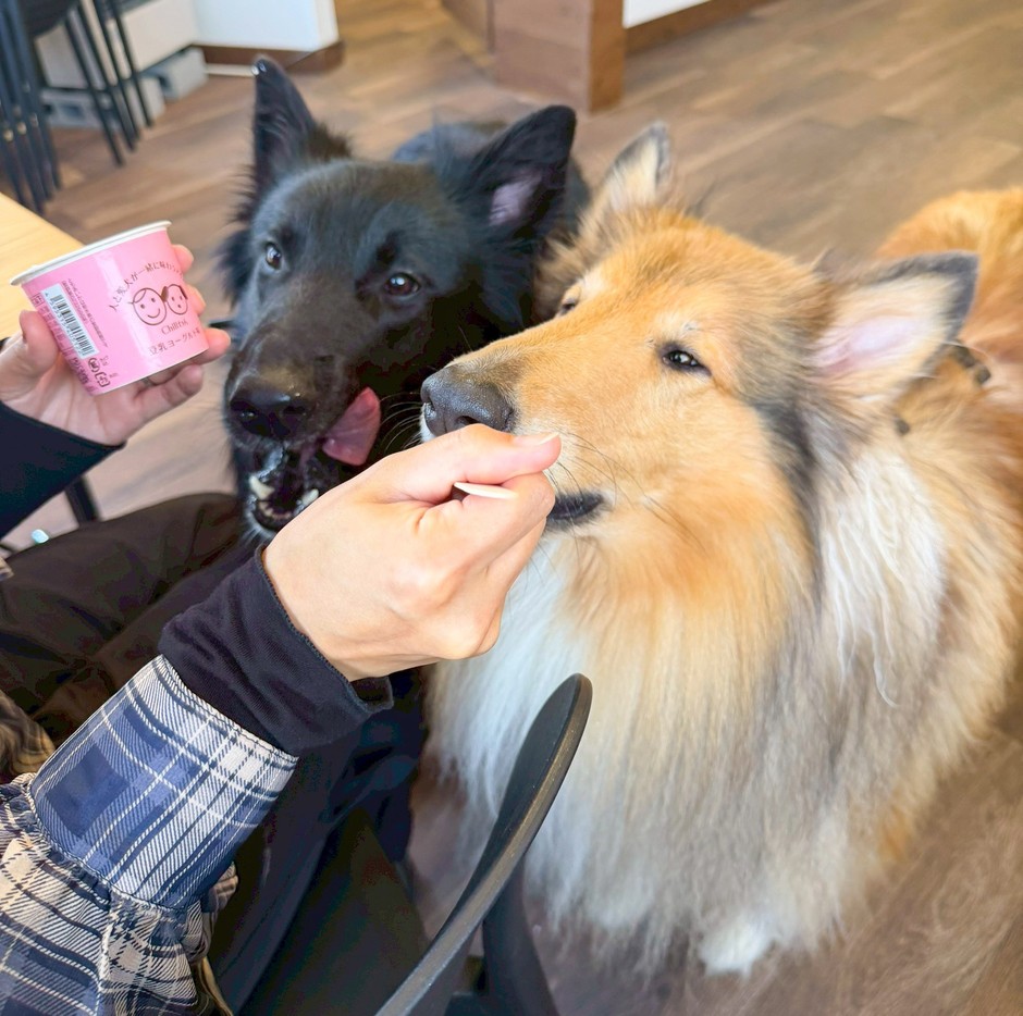 愛犬と一緒に過ごせるカフェ