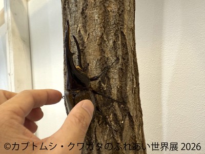 ふれあい体験(1)