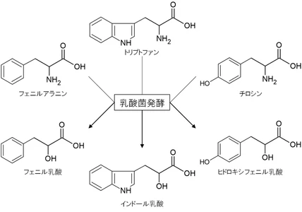 池田糖化工業、 芳香族乳酸を高含有した乳酸菌発酵粉末素材の開発に成功
