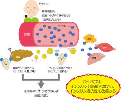 図2　カイアポ(白甘藷由来糖ペプチド)が働く様子