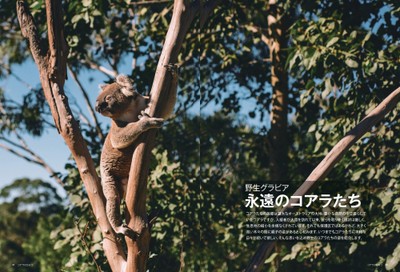 永遠のコアラたち