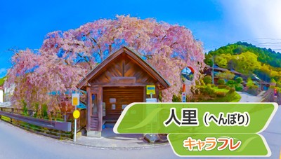 人里（へんぼり）枝垂れ桜