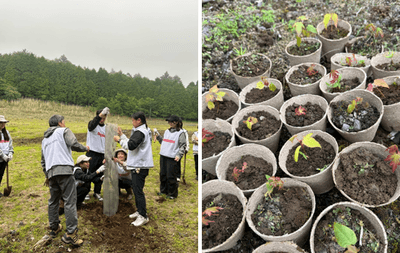 苗木植え、実生